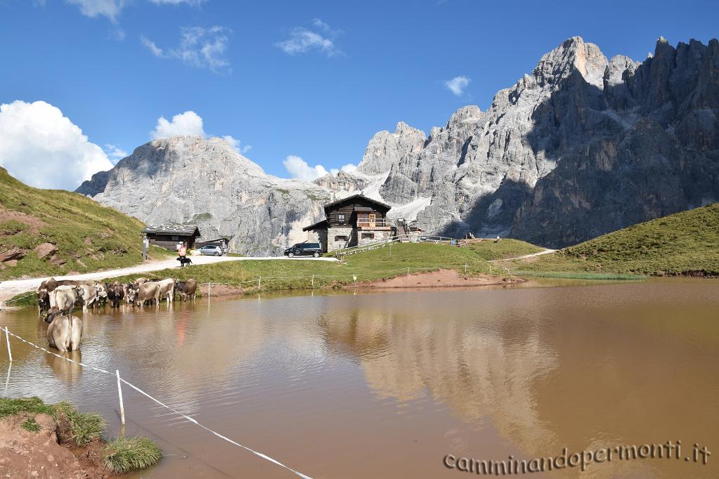 25 Baita Segantini - Pale di San Martino.JPG